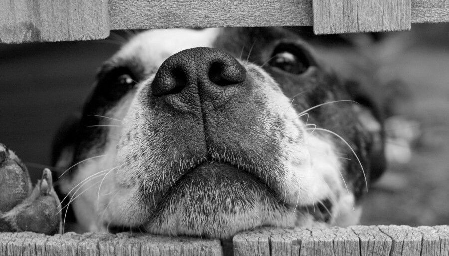 映画　骨までしゃぶる