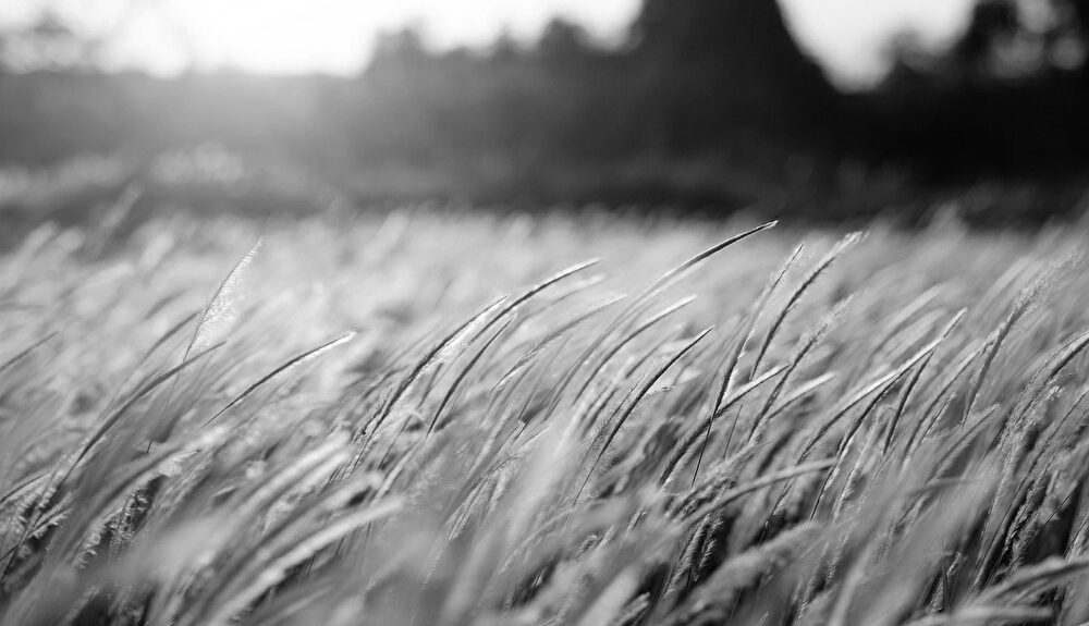 映画　からっ風野郎