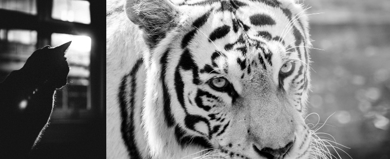 映画　猫が変じて虎になる